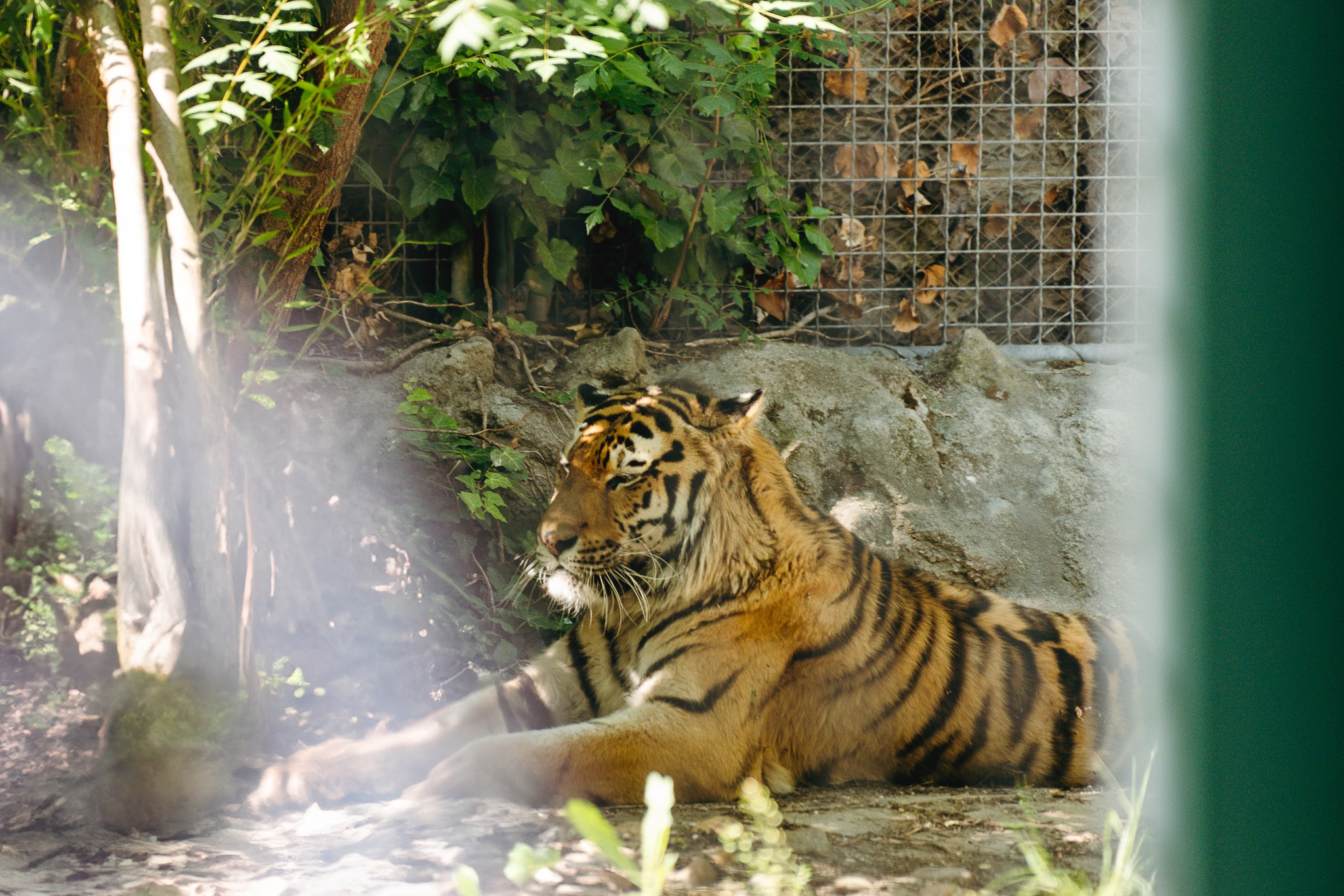 Ági a tigris