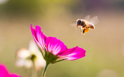 Mit tudsz a zümmögő rovarokról? 7 érdekesség a méhek napja alkalmából