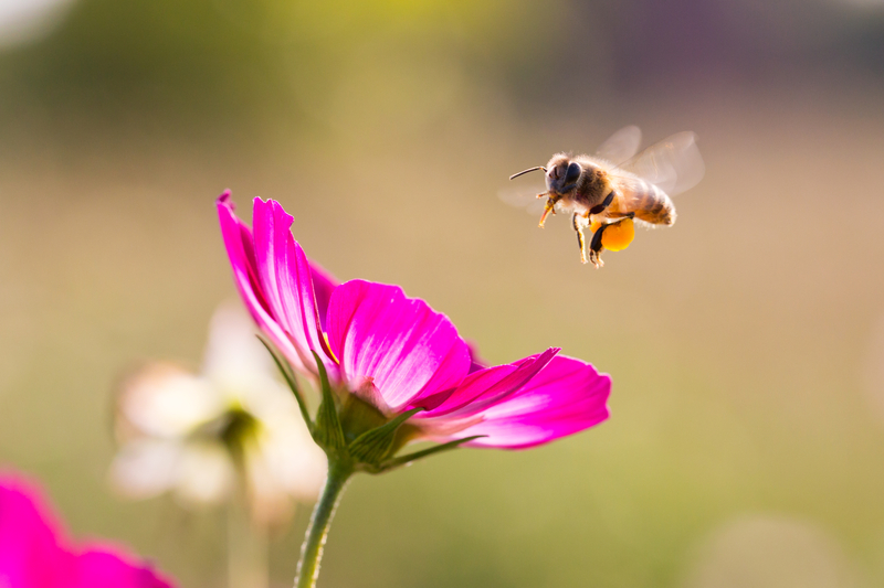 Mit tudsz a zümmögő rovarokról? 7 érdekesség a méhek napja alkalmából